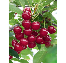 Prunus cerasus ´Nana´ / Višeň, mahalebka