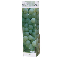 Vitis vinifera ´White´ / Hrozny / Réva vinná bílá, K9