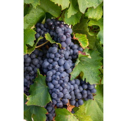 Vitis vinifera ´Isabella´ / Hrozny / Réva vinná , C2