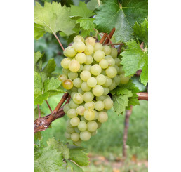 Vitis vinifera ´Iza Zaliwska´ / Hrozny / Réva vinná, C2
