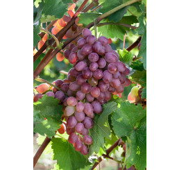 Vitis vinifera ´Jupiter´ / Hrozny / Réva vinná růžová, C2