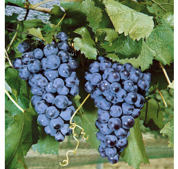 Vitis vinifera ´Muscat Blue´ / Réva vinná modrá, BK