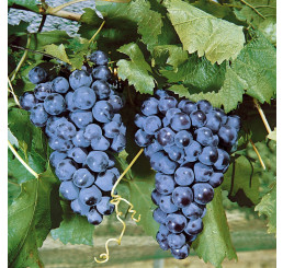 Vitis vinifera ´Muscat Blue´ / Hrozny / Réva vinná modrá, 100 cm, vyváz, C2