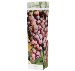 Vitis vinifera ´Červené´ / Hrozny / Réva vinná červená, K9