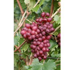 Vitis vinifera ´Vanessa´ / Hrozny / Réva vinná růžová, BK