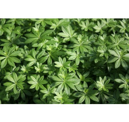 Galium odoratum / Mařinka vonná, C1,5