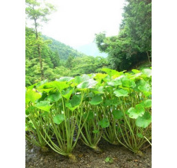 Wasabia japonica BIO / Wasabi / Japonský křen, K12