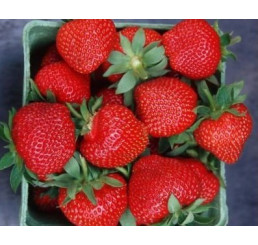 Fragaria ananassa ´Wendy´ / Jahoda raná, bal. 6 ks, 6xK7