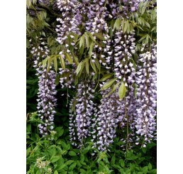 Wisteria floribunda ´Macrobotrys´ / Vistárie květnatá, 120-150 cm, C5