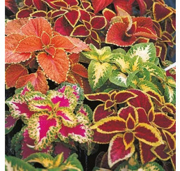 Coleus ´Wizard Mix´/ Koleus / Okrasná kopřiva, bal. 3 ks, 3x K7
