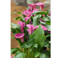 Zantedeschia ´Royal Valentine´ / Kala, Kornoutice, 14/16