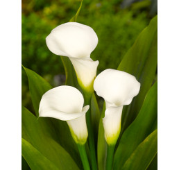Zantedeschia ´Crystal Clear´ / Kala, Kornoutice, 14/16