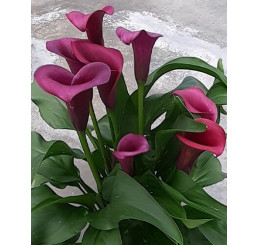 Zantedeschia ´Durban´ / Kala, Kornoutice, 14/16