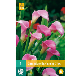 Zantedeschia ´Garnet Glow´ / Kala, Kornoutice, 14/16