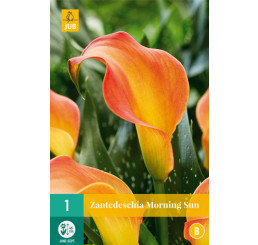 Zantedeschia ´Morning Sun´ / Kala, Kornoutice, 14/16