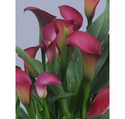 Zantedeschia ´Pink Puppy´ / Kala, Kornoutice, 14/16