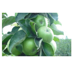 Malus ´ZELENI DRAGULJ®´/ Jabloň sloupovitá, 100-120 cm, C6