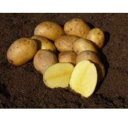 Solanum Tub. ´Agria´ / Sadbové brambory žluté, středně rané, bal. 5 kg, I.