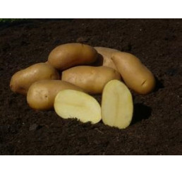 Solanum Tub. ´Colette´ / Sadbové brambory žluté, velmi rané, bal. 5 kg, I.
