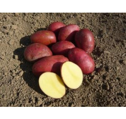 Solanum Tub. ´Laura´ / Sadbové brambory červené, bal. 5 kg, I.