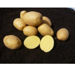 Solanum Tub. ´Marabel´ / Sadbové brambory žluté, rané, bal. 5 kg, I.