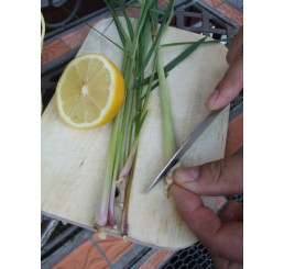 Cymbopogon citratus BIO / Citronová tráva, K12