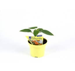 BIO Solanum abutiloides / Mini rajčenka, K12
