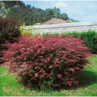 Berberis thunbergii ´Rose Glow´ / Dřišťál Thunbergův, 20-30 cm, C2