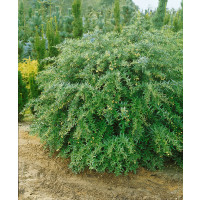 Berberis julianae / Dřišťál Juliin, 15-30 cm, C1,5