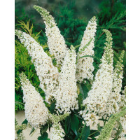 Buddleia davidii ´White Bouquet´ / Komule Davidova bílá, 40-50 cm, C1