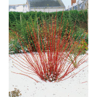 Cornus alba ´Sibirica´ / Svída bílá / Dřín, 40-50 cm, C2