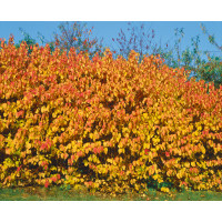 Cornus sanguinea / Svíb, Dřín krvavý, Svída krvavá, 50-80 cm, C2 na živý plot