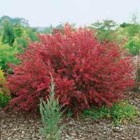 Cytisus ´Booscop Ruby´ / Čilimník červenožlutý, 30-40 cm, C1