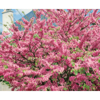 Cercis siliquastrum / Zmarlika Jidášova, 20-30 cm, K9