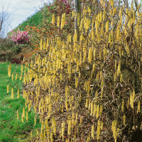 Corylus avellana ´Contorta´ / Líska obecná, 100-125 cm, C12