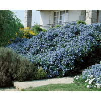 Ceanothus thyrsiflorus repens / Zpododěr / Latnatec kytkokvětý, 20-30 cm, C2