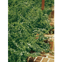 Cotoneaster ´Coral Beauty´ / Skalník rozložený, 25-30 cm, K9