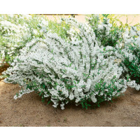 Deutzia gracilis / Trojpuk něžný , 30-40 cm, C1,5