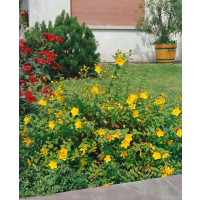 Hypericum calycinum ´Hidcote´ / Třezalka kalíškatá, 40-50 cm, C3