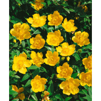 Hypericum ´Hidcote´ / Třezalka, 15-20 cm, C1,5