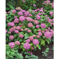 Hydrangea macrophylla ´Bouquet Rose´ / Hortenzie velkolistá , C2