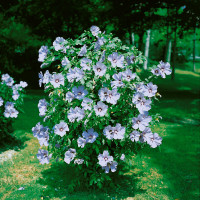 Hibiscus syriacus ´Oiseau Bleu´ / Ibišek syrský, 30-40 cm, K9