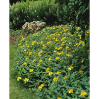Hypericum calycinum ´Rose of Sharon´ / Třezalka kalíškatá, K9