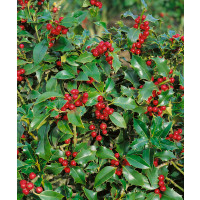 Ilex aquifolium ´Alaska´ / Cesmína ostrolistá , 30-40 cm, C2