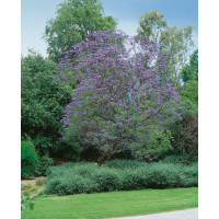 Jacaranda mimosifolia / Žakaranda, bal. 15 s