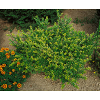 Lonicera nitida Maigrun / Zimolez lesklý, K9