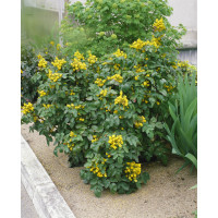 Mahonia aquifolium / Mahónie cesmínolistá, 15-20 cm, C1