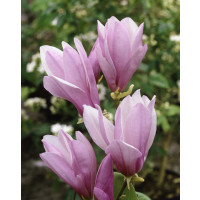 Magnolia ´George Henry Kern´ / Šácholan / Magnólie, 40-60 cm, C3