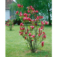 Magnolia liliflora ´Nigra´ / Šácholan liliokvětý, 100-120 cm, C7,5