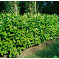 Prunus laurocerasus ´Rotundifolia´ / Bobkovišeň lékařská, 15-20 cm, K9